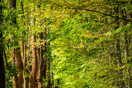 王保树被誉为南方林业的张岱年，他的林技培训让村民受益匪浅