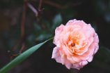 玫瑰少女的隐秘花园