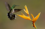 红螺湖鸟岛：一个鸟类保护的天堂