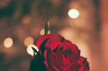 玫瑰网——探索花海中的浪漫
