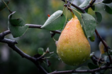 丰水梨-鲜美多汁的秋季美食